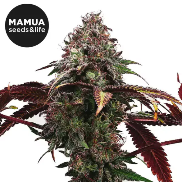 Phantom Ice - Variedad Feminizada Fotoperiódica