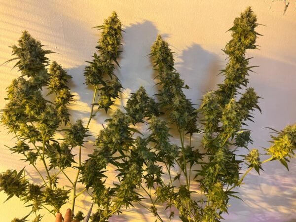 FLORES Q1 - Sensi #140 (Florida) - Imagen 3