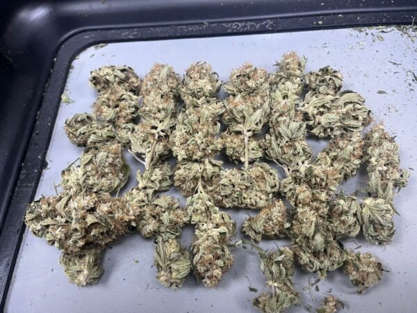 FLORES Q1 - Sensi #140 (Florida) - Imagen 2
