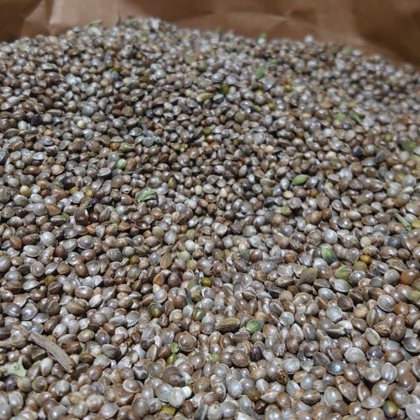 Harina de Semillas de Cañamo – Pure Hemp - Imagen 2